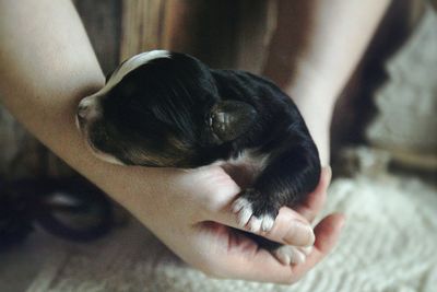 Close-up of puppy sleeping on hand