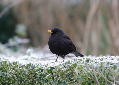 Close-up of blackbird perching on a a snow covered bush 