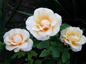 Close-up of white roses