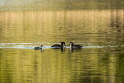 Ducks swimming in lake