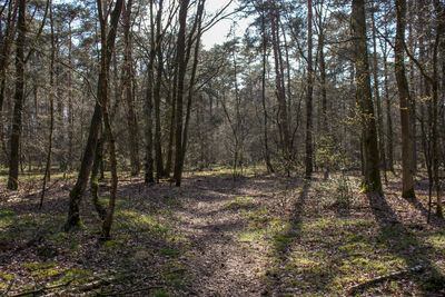 Trees growing in forest