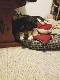 Portrait of dog relaxing on bed at home