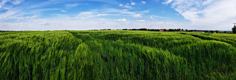 Scenic view of agricultural field against sky