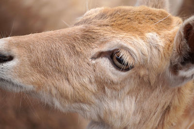 Close-up of goat