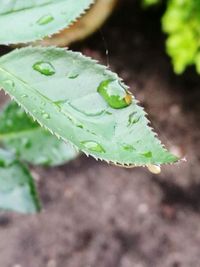 High angle view of insect on leaf