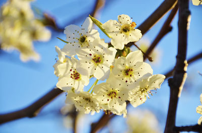 Close-up of cherry blossoms against sky