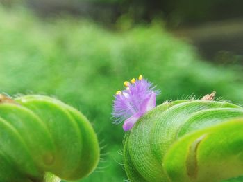 Detail of flower emerging from bud