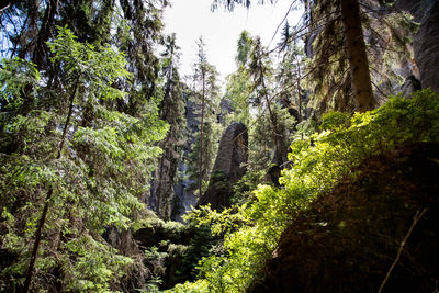 Scenic view of forest