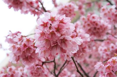 Close-up of pink flowers on tree