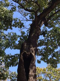tree