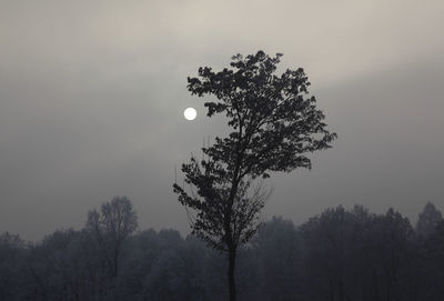 Silhouette tree against sky