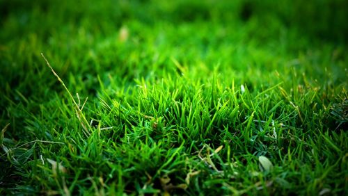 Close-up of grass on field