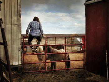 Rear view of a horse standing against the sky