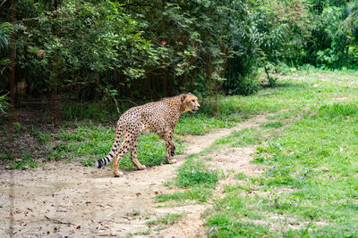 View of a cat on land