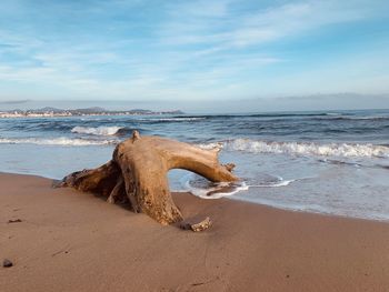 Driftwood on beach against sky