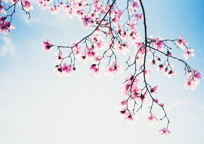 Low angle view of pink cherry blossom against sky