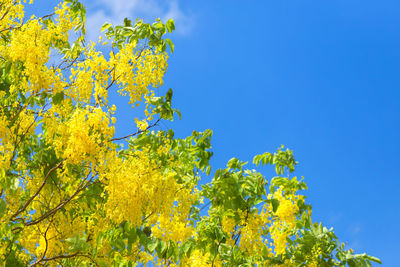 Low angle view of flowering plants against blue sky