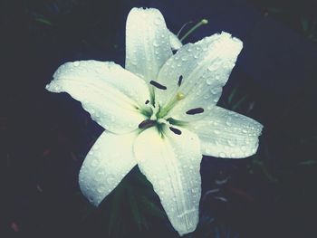 Close-up of white flowers blooming outdoors