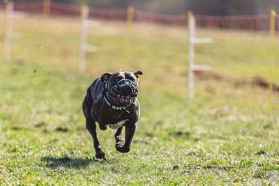 Dog running on field