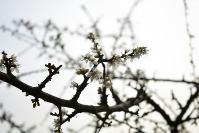 Low angle view of apple blossoms in spring