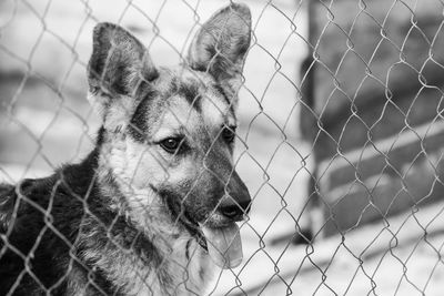 Close-up of dog looking through chainlink fence