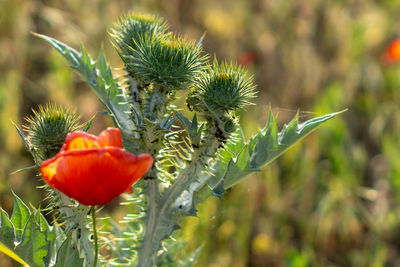 Close-up of red flower growing on field