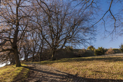 Bare trees on field against sky