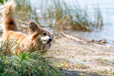 Welsh corgi pembroke on the sandy beach, wet dog