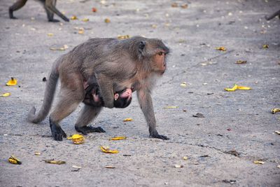 Macaque long tailed monkey, close-up genus macaca cercopithecinae, monkeys in thailand. asia.