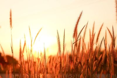 Close-up of stalks in field against sunset sky