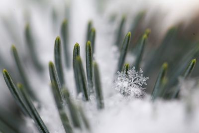 Close-up of frozen plant on field