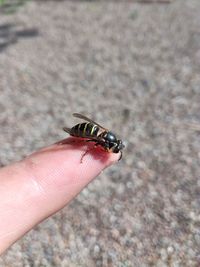 Close-up of insect on hand