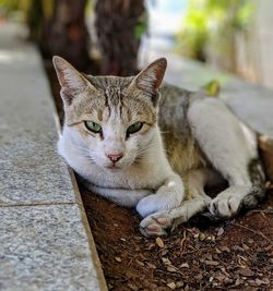 Close-up of a street cat on a sunny day