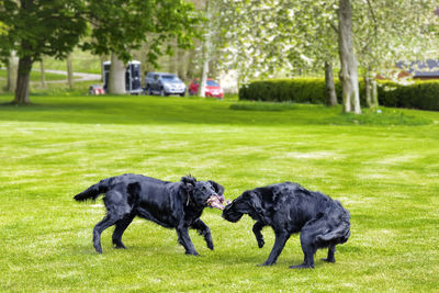 Dogs in a park