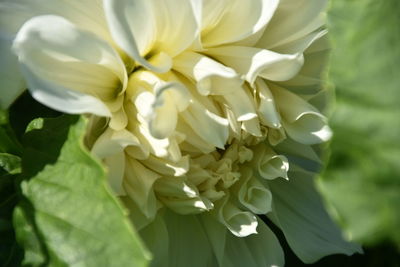 Close-up of dahlia blooming outdoors