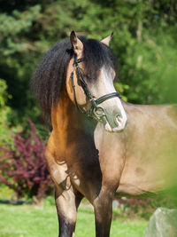 Close-up of horse standing on field