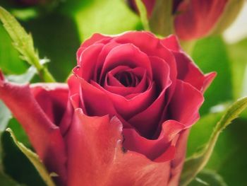Close-up of rose bouquet