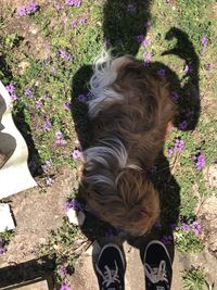 High angle view of dog by flowering plants