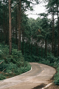 Road amidst trees in forest