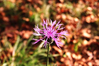 Close-up of pink flowering plant on field