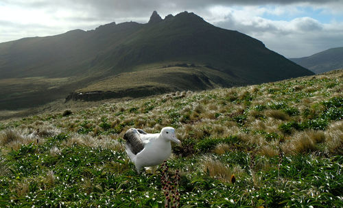 Royal albatross on grassy field against mountain