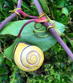 Close-up of snail on plant