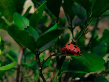 Close-up of ladybug on leaf