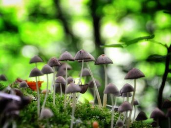 Close-up of mushrooms