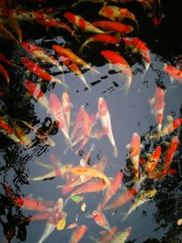 High angle view of koi carps swimming in pond