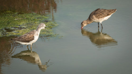 Side view of two birds in water