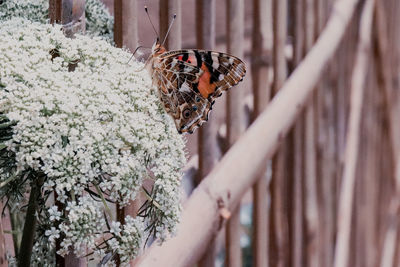 Close-up of butterfly on plant