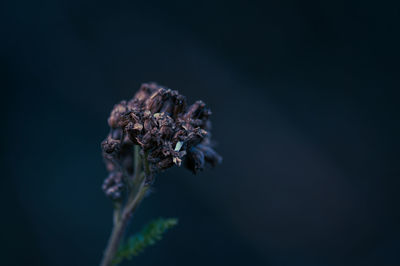 macro photography