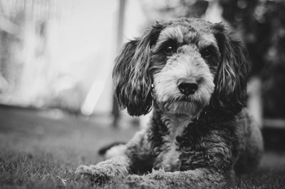 Close-up portrait of dog