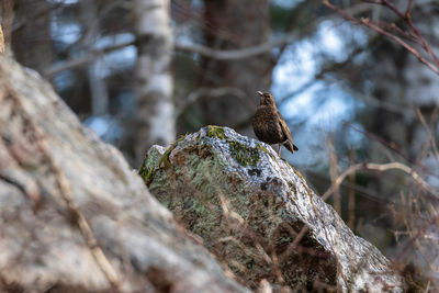 A female blackbird on top of a rock formation. 